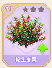 轮生冬青