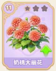 奶桃大丽花