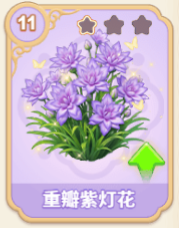 重瓣紫灯花