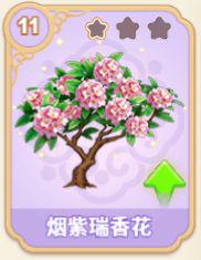 烟紫瑞香花