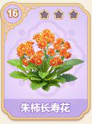 朱柿长寿花