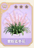 雾粉麦冬花