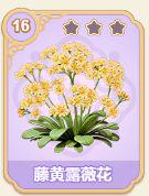 藤黄露薇花