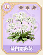莹白露薇花