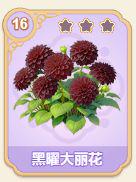 黑曜大丽花