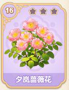 夕岚蔷薇花