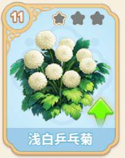 浅白乒乓菊