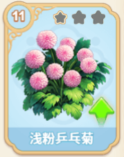 浅粉乒乓菊
