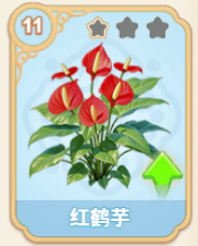 红鹤芋