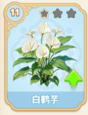 白鹤芋