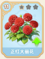 正红大丽花