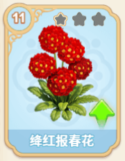 绛红报春花