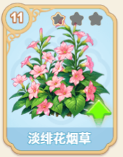 淡绯花烟草