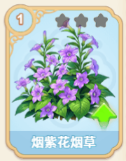 烟紫花烟草