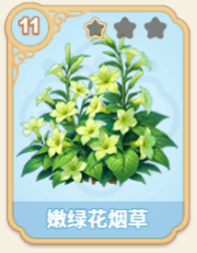 嫩绿花烟草