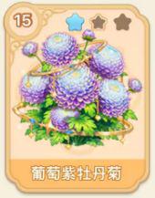 葡萄紫牡丹菊