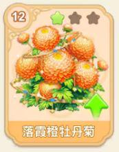 落霞橙牡丹菊