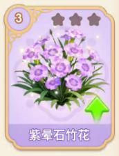 紫晕石竹花
