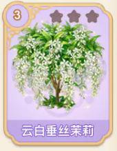 云白垂丝茉莉