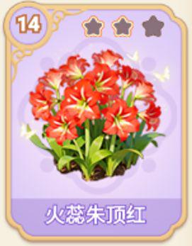 火蕊朱顶红