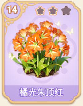 橘光朱顶红