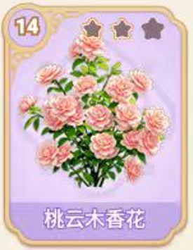 桃云木香花