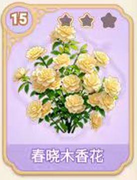 春晓木香花