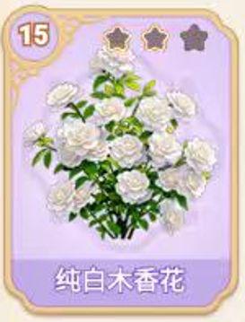 纯白木香花