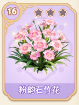 粉韵石竹花
