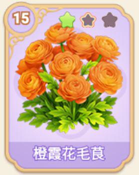 橙霞花毛茛