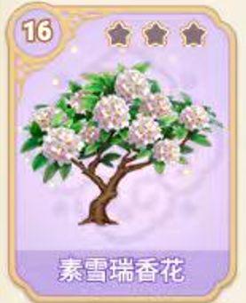 素雪瑞香花